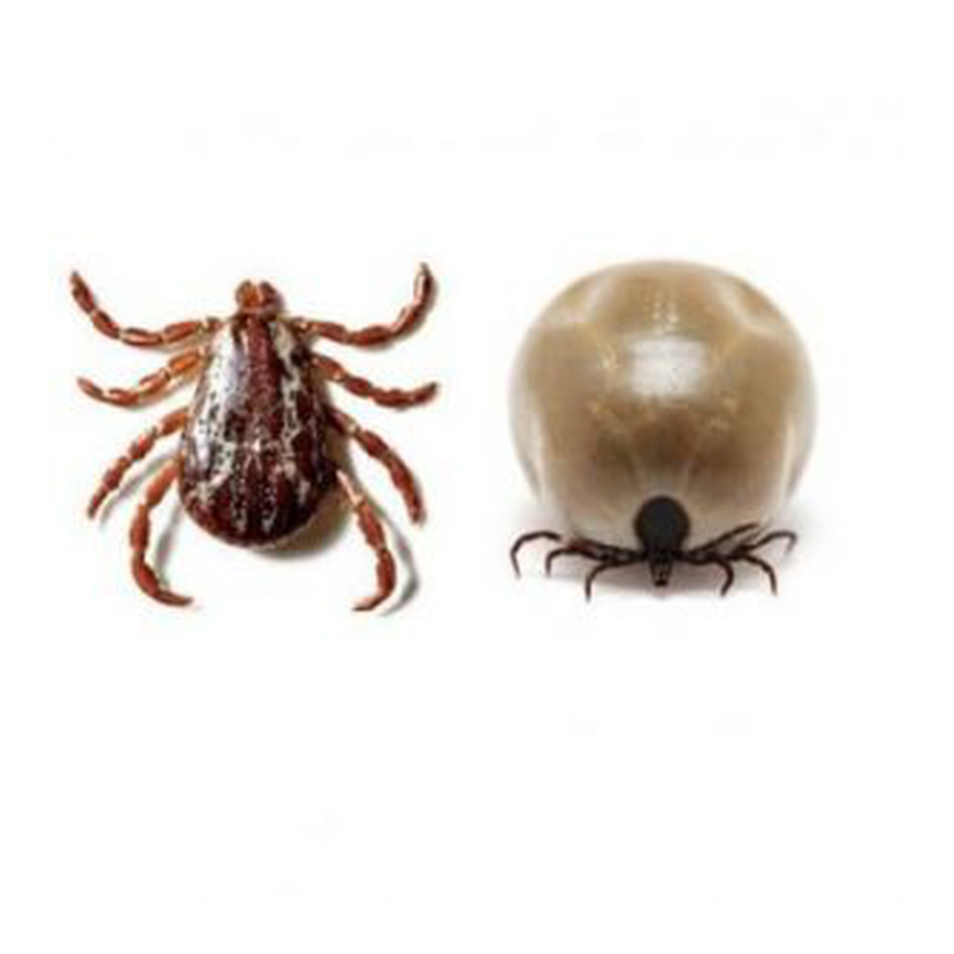Antiparasitarios