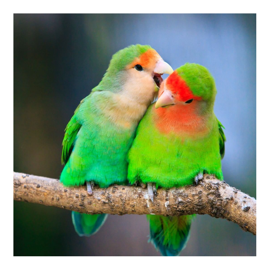 Agapornis