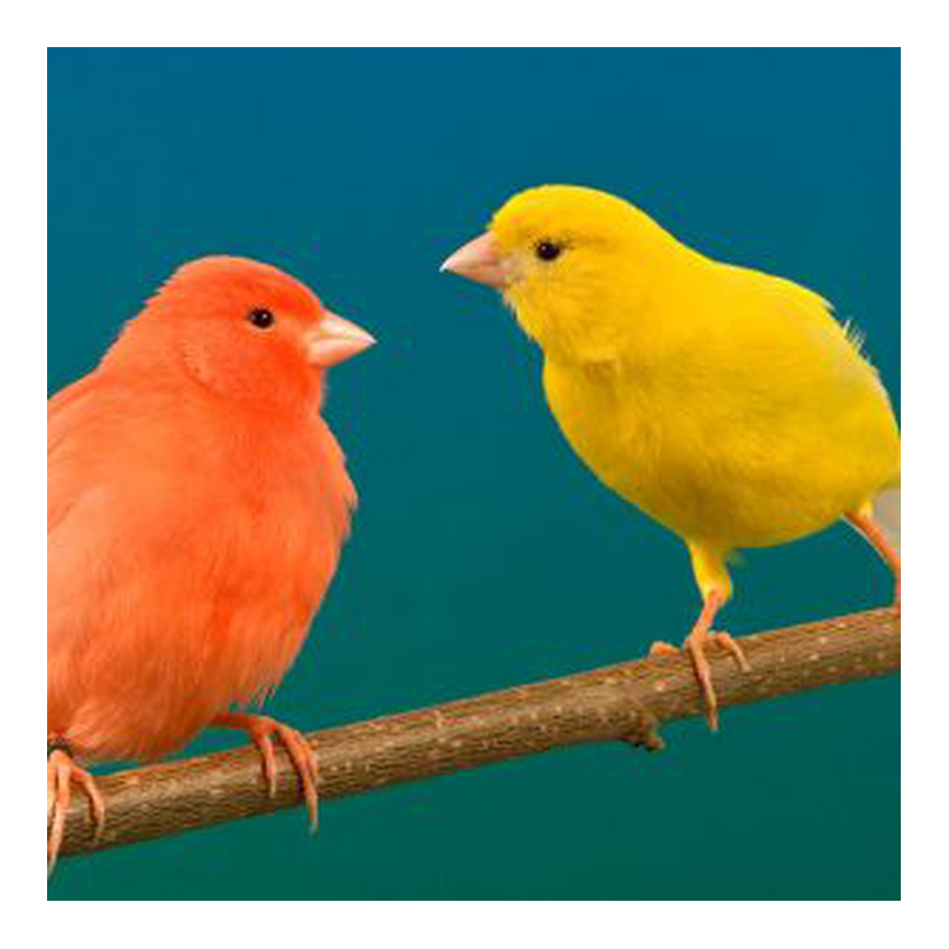 Aves - alimentación - canarios