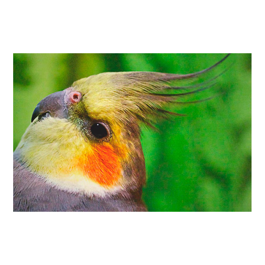 Ninfas